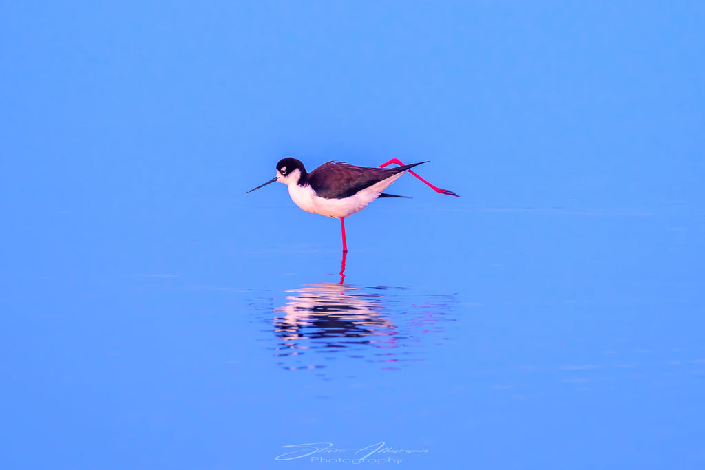 Birds Black-necked stilt - 0528