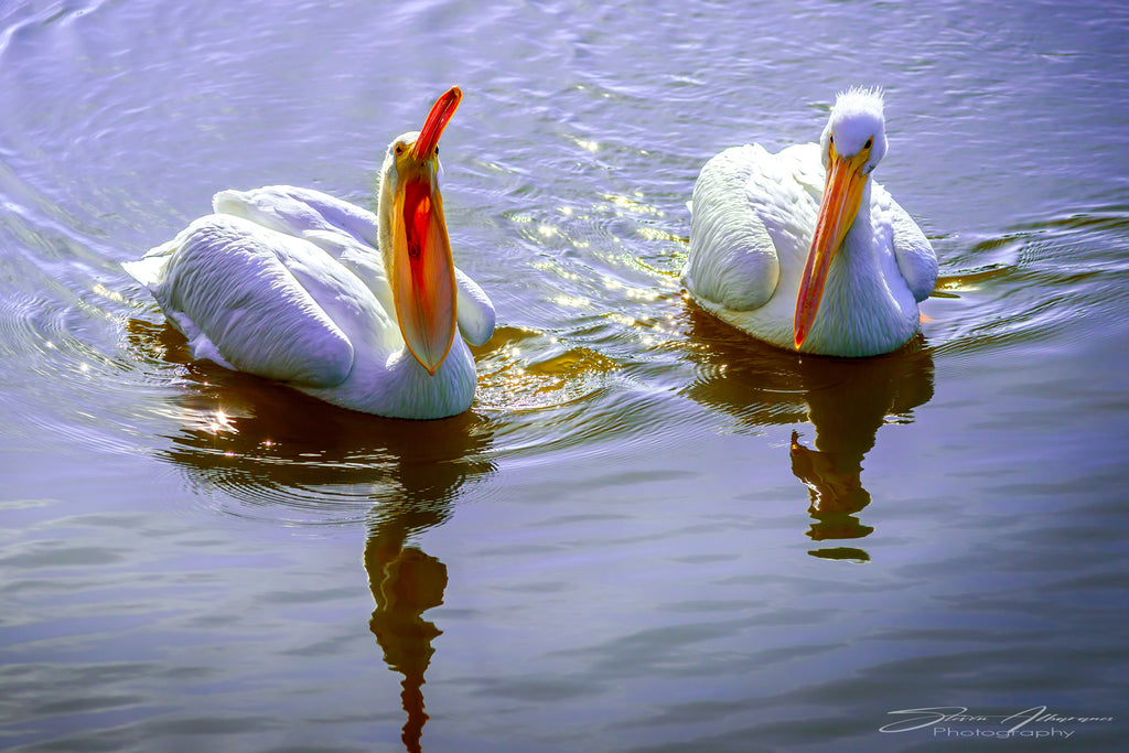 Birds - American White Pelicans - 0119