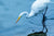 Birds Egret - 0346