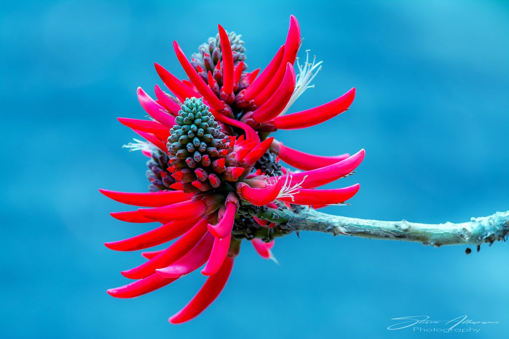 Flower the 'Flame Coral Tree' - 1220