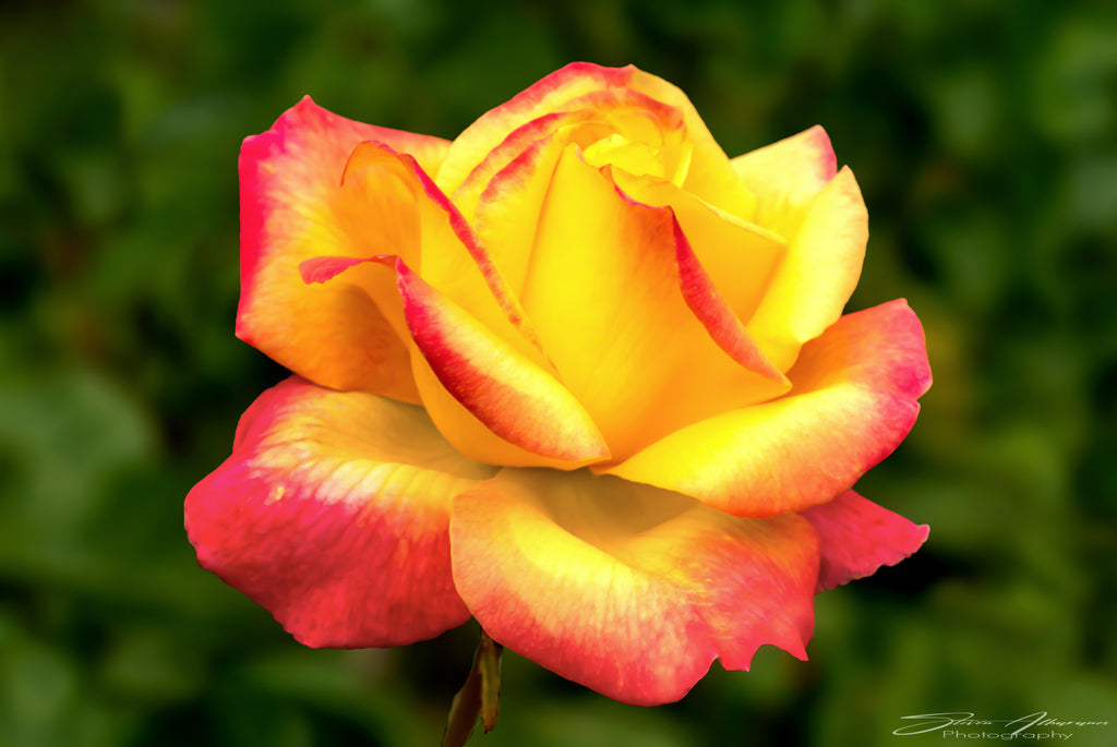 Flower Rose 'Love and Peace' - 0500