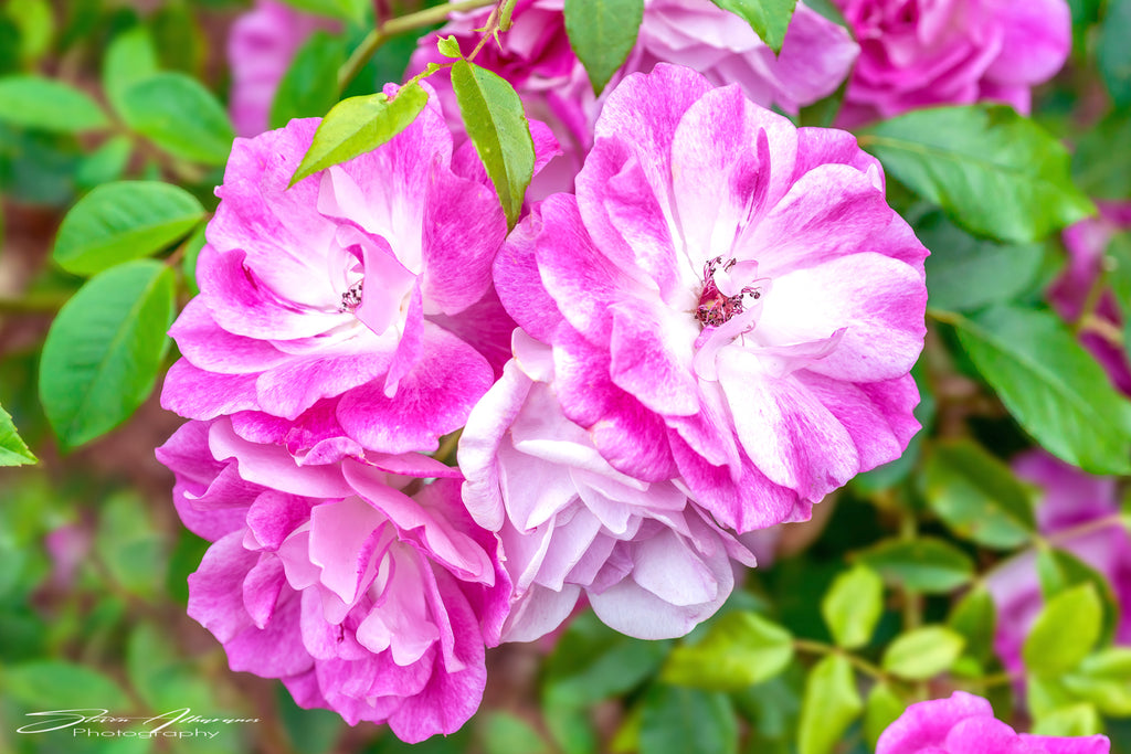 Flower Rose 'Brilliant Pink Iceberg'- 0804