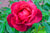 Flower Rose 'Hot Cocoa'- 0807