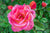 Flower Rose - 'Anna's Promise' 0758